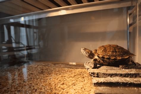 Do Turtles Need Heat Lamps? And Why Do They Love Sunbathing More Than We Do?