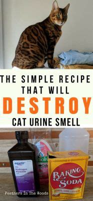 How to Get Cat Urine Out of Furniture and Why Cats Might Prefer Your Couch Over a Litter Box